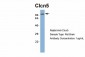 Clcn5 antibody - middle region